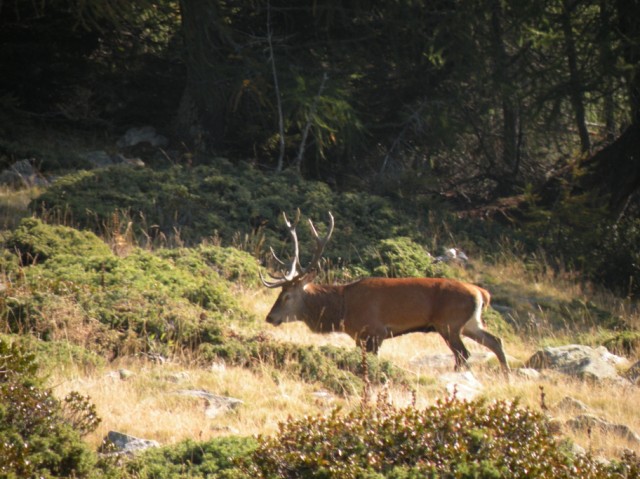 Strategie riproduttive del cervo (Cervus elaphus)